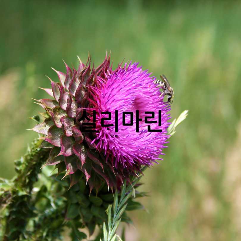 간에좋은영양제