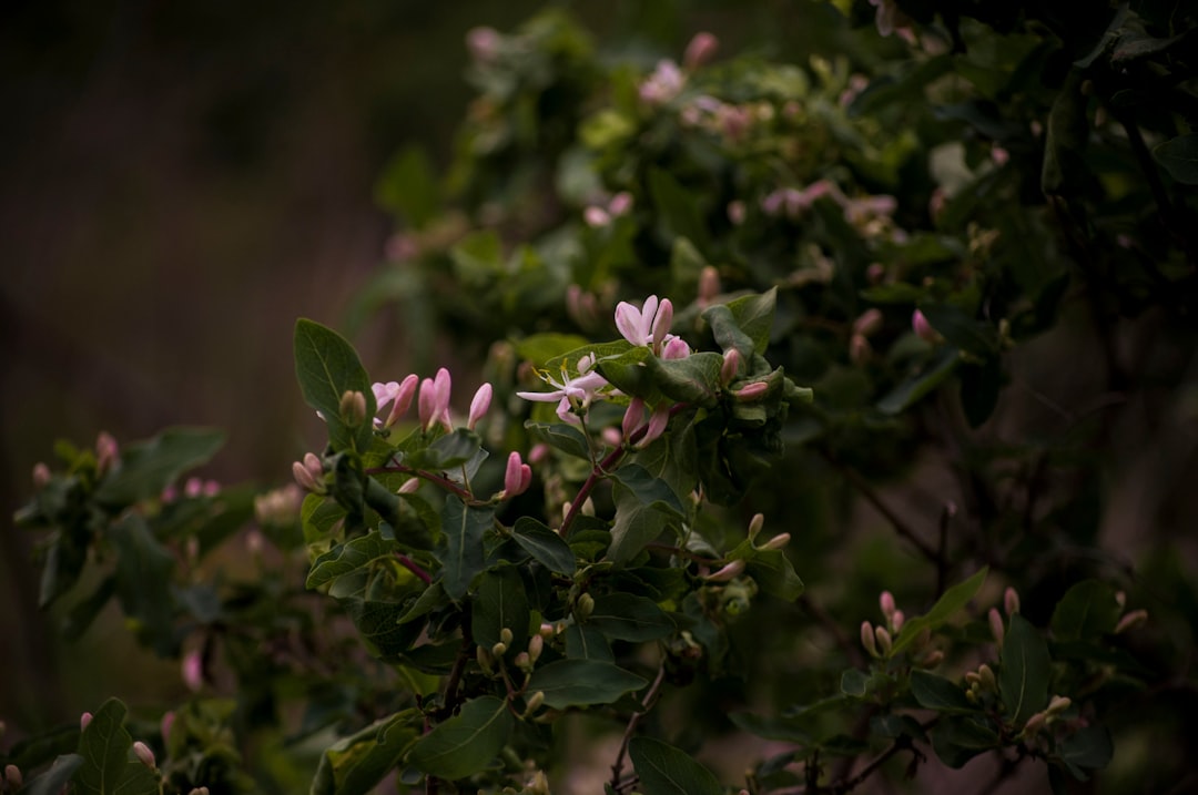 Evening Primrose