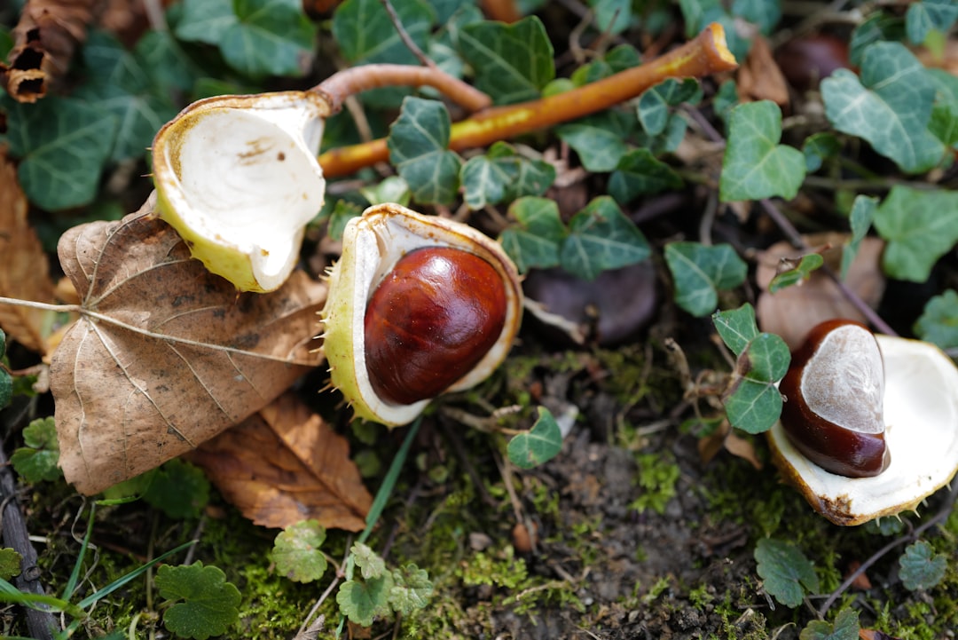 Chestnut.