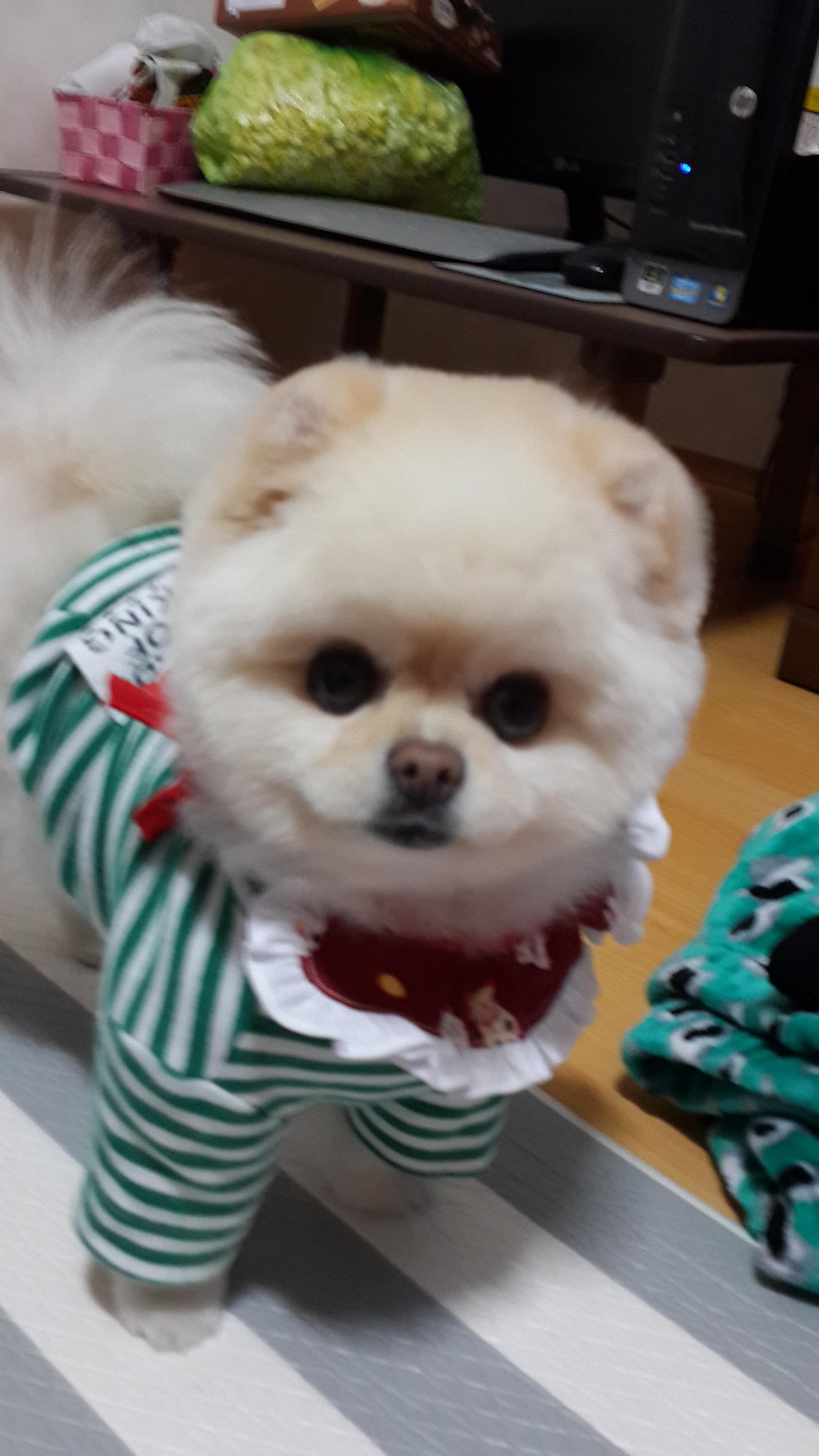 강아지 재채기 하는 이유 7가지 : 멈추는 방법