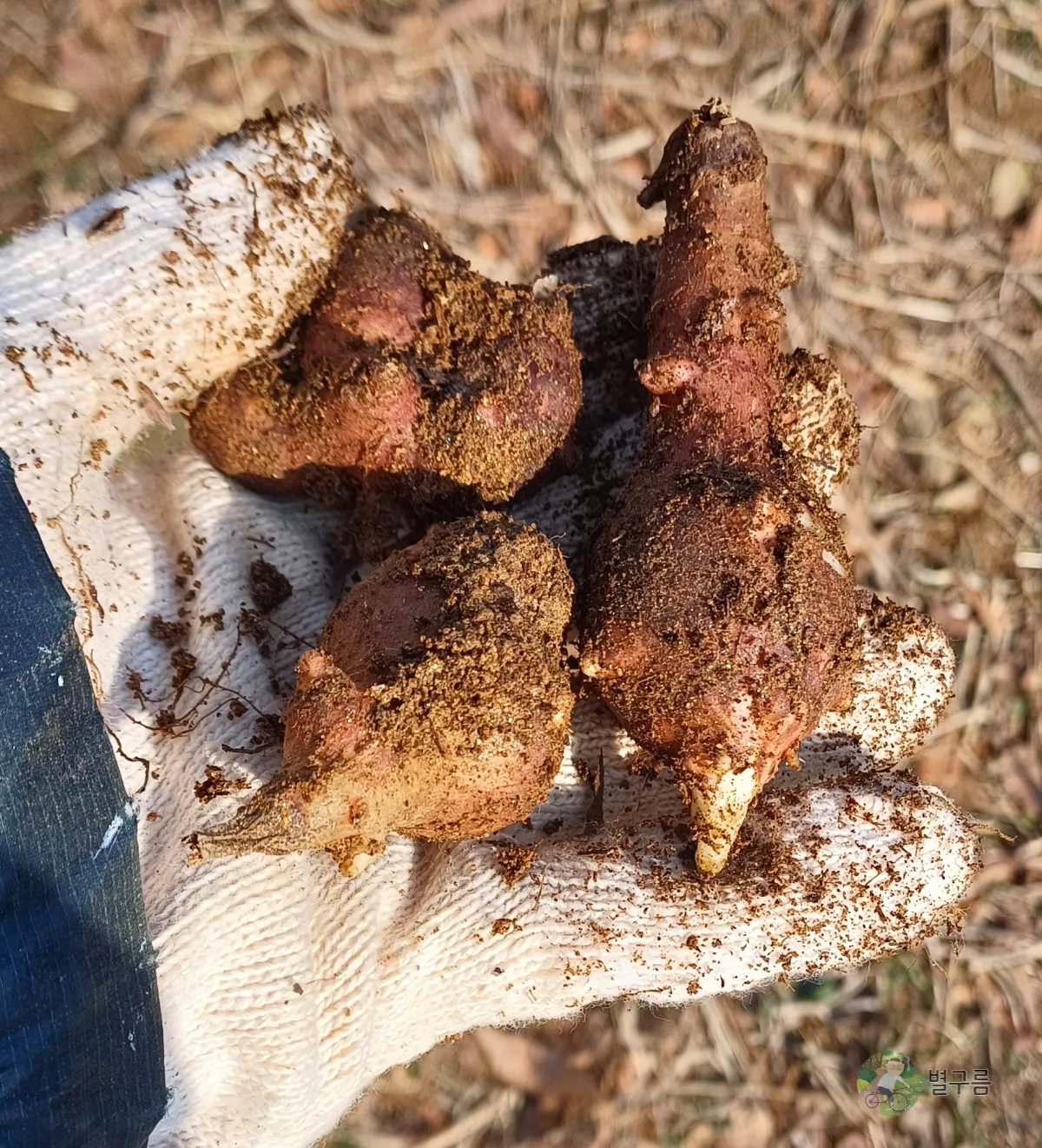 손에-돼지감자가-들려있다