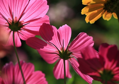 하동 북천 코스모스 메밀꽃축제 주차장