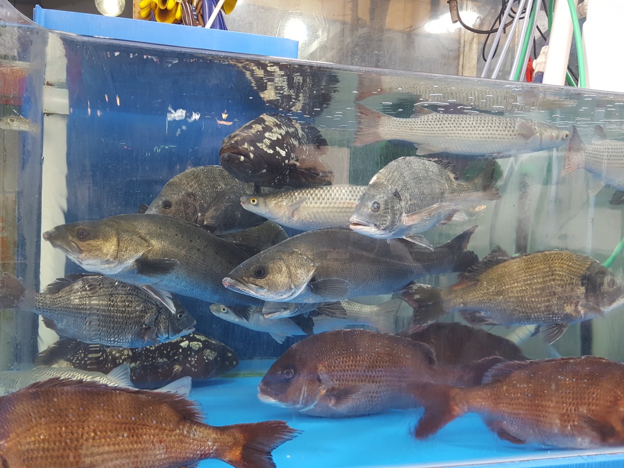 수산물 할인행사 및 대한민국 수산대전 총정리