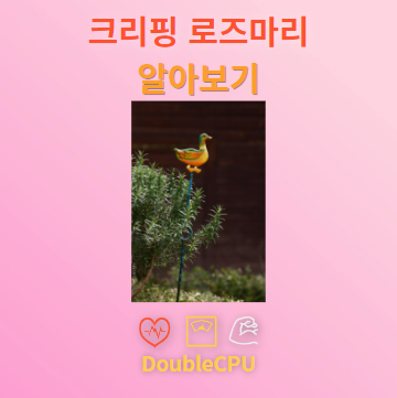 크리핑 로즈마리 꽃말 및 탐구