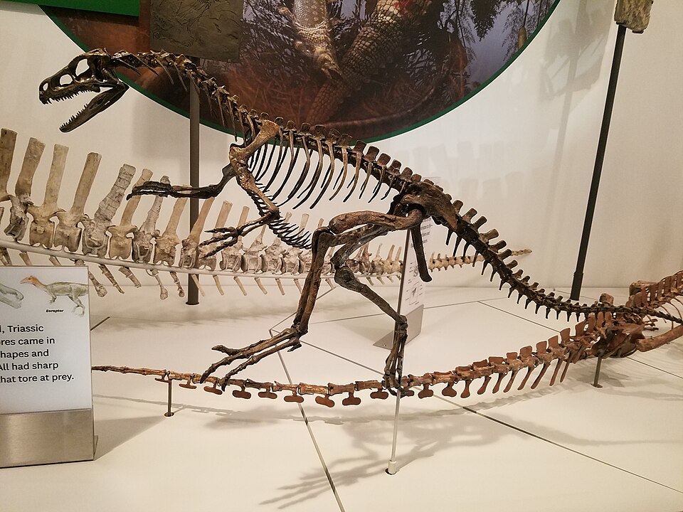 스미소니언 국립자연사박물관 딥 타임 전시관에 전시된 초기 공룡 에오랍토르(Eoraptor) 화석