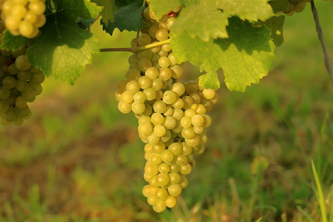 뉴질랜드 소비뇽블랑