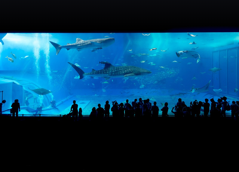 2030세대의 오키나와 감성 여행기: 츄라우미 수족관, 고래상어 스노클링, 아메리칸 빌리지에서의 여름