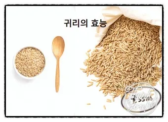 귀리 효능 부작용 밥짓기 먹는법 오트밀 차이_16