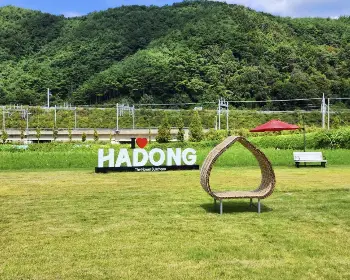 하동 북천 코스모스 메밀꽃 축제_3