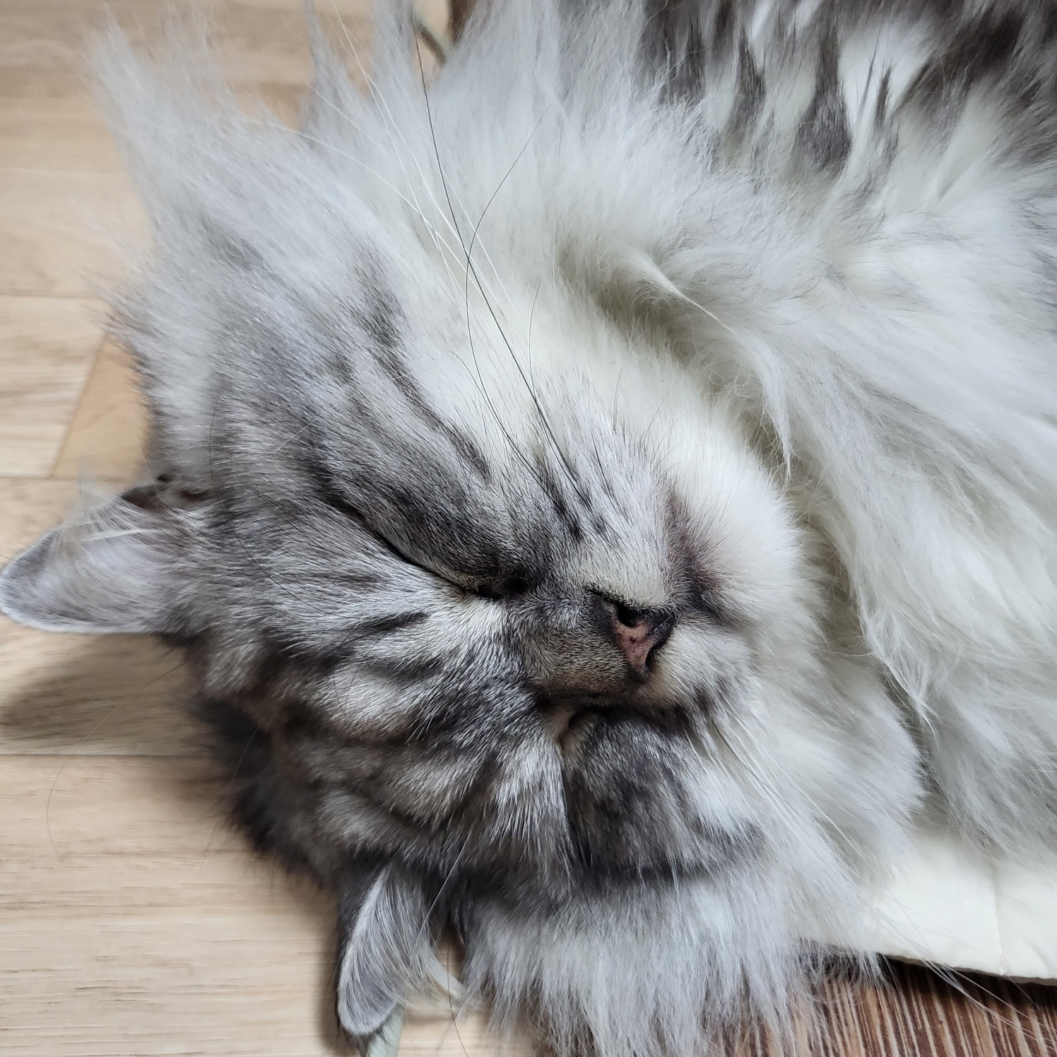 고양이 그루밍 헤어볼 예방