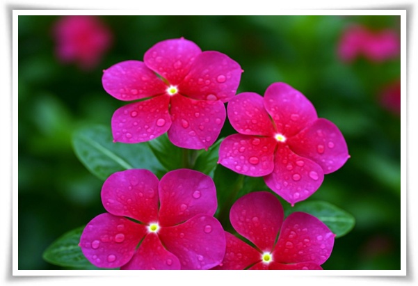 정원 "일일초 키우기" 여름을 환하게 밝히는 정원의 보석!