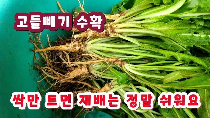 고들빼기 파종시기 심는시기 수확시기 농작물 재배_1