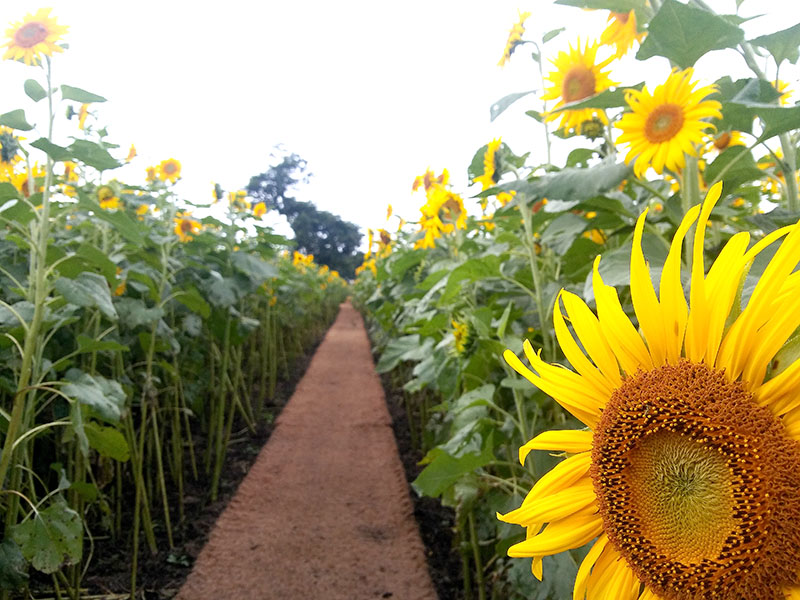 한국마사회 렛츠런팜(LetsRun FARM)
