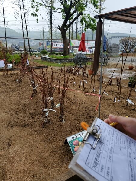 용인시산림조합 나무시장 사과대추나무 구입중