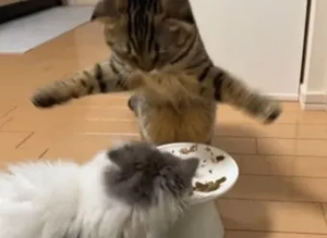 "고양이