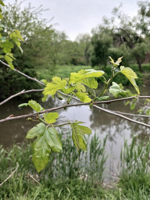 Fresh young mulberry leaves growing beside a stream / 시냇가에서 자라는 싱그러운 어린 뽕잎