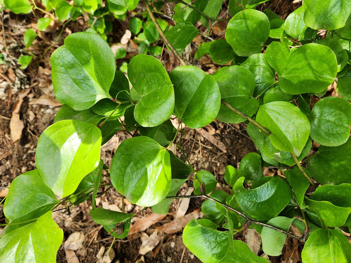 청미래덩굴(망개나무)