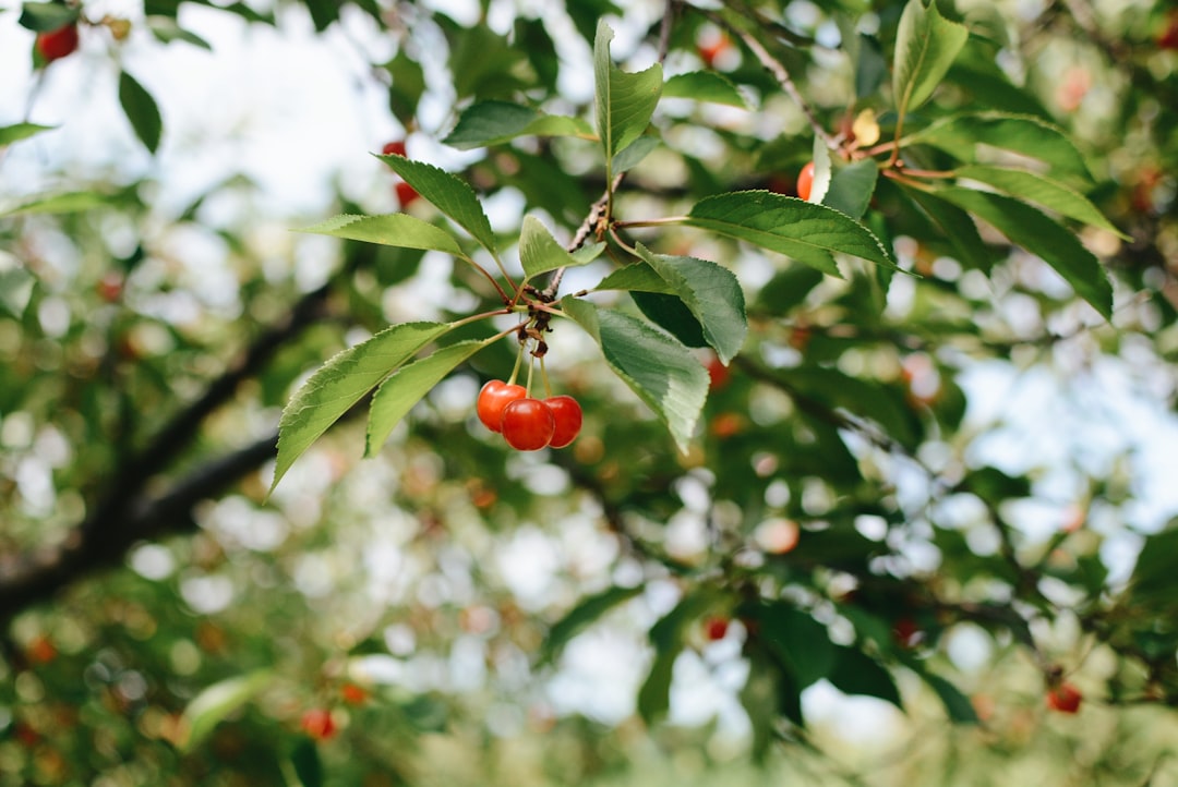 Tart cherry