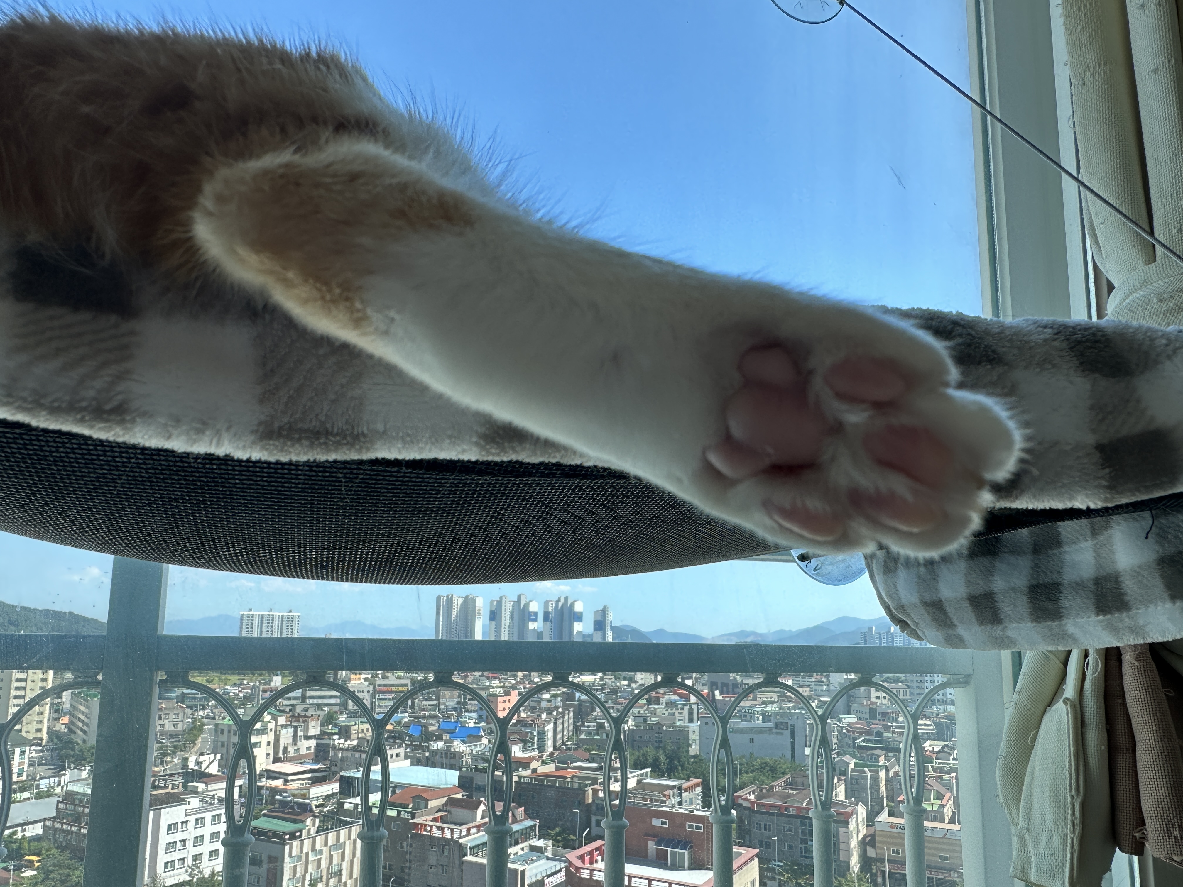 치즈냥이_발바닥_젤리