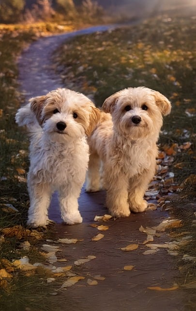 초보 강아지 주인에게 딱 말티푸