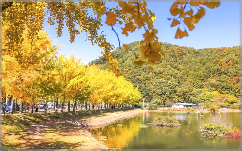 문광저수지 은행나무길_1