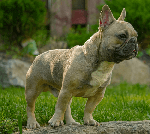 애완용 강아지 종류 및 특징 정리 - 소형 강아지 종류