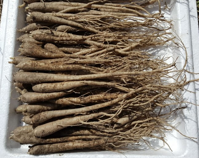 도라지(도라지차, 도라지청) 효능 9가지 및 부작용과 주의사항