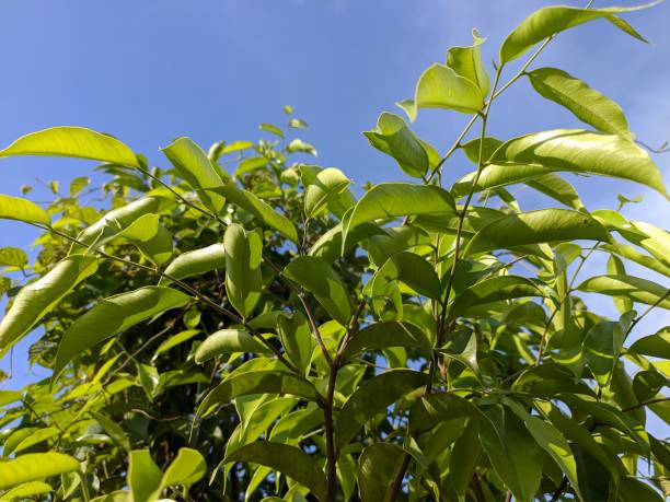 침향 효능, 부작용 및 안전하게 사용하는 방법