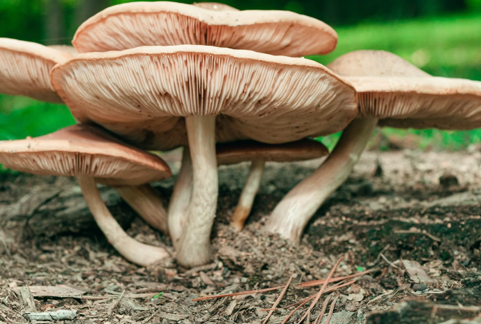 상황버섯 끓이는 법