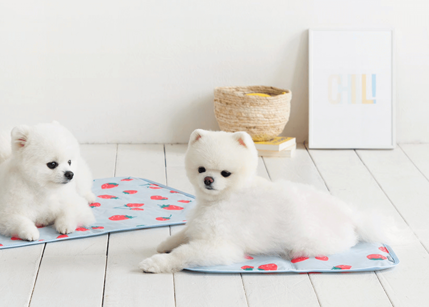 여름-강아지-방석-추천