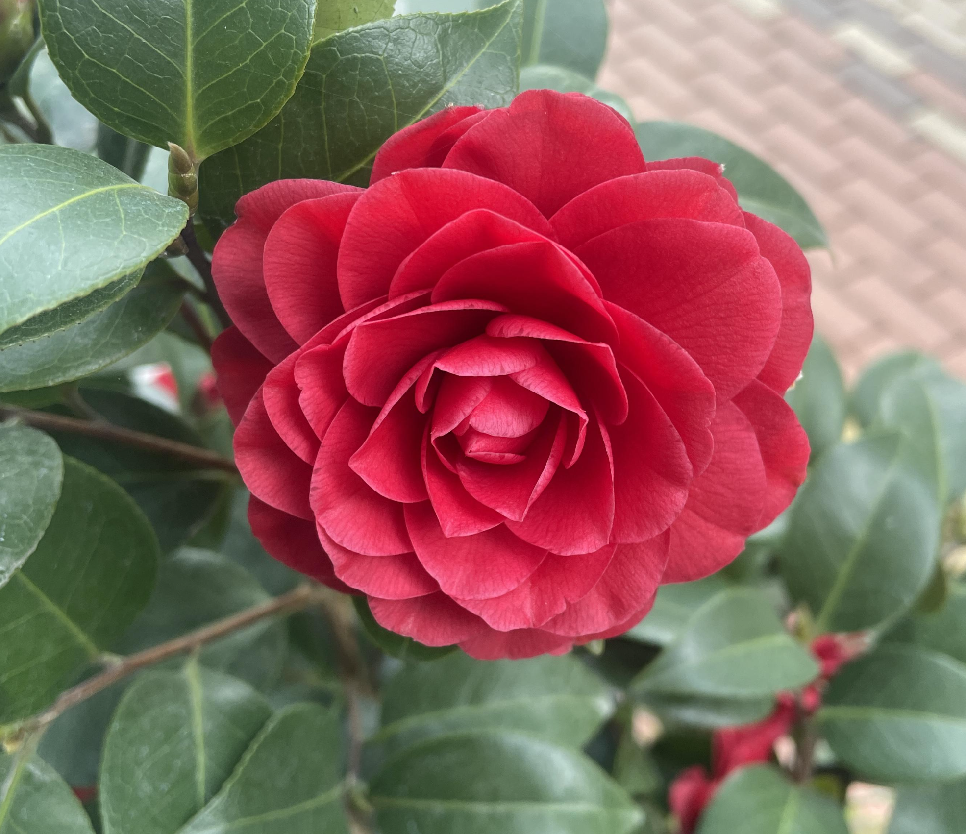 동백꽃 키우기 겨울철 베란다 동백나무