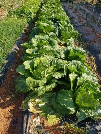 김장 적정 기온 절임 배추 보관 통풍 위치 점검_11