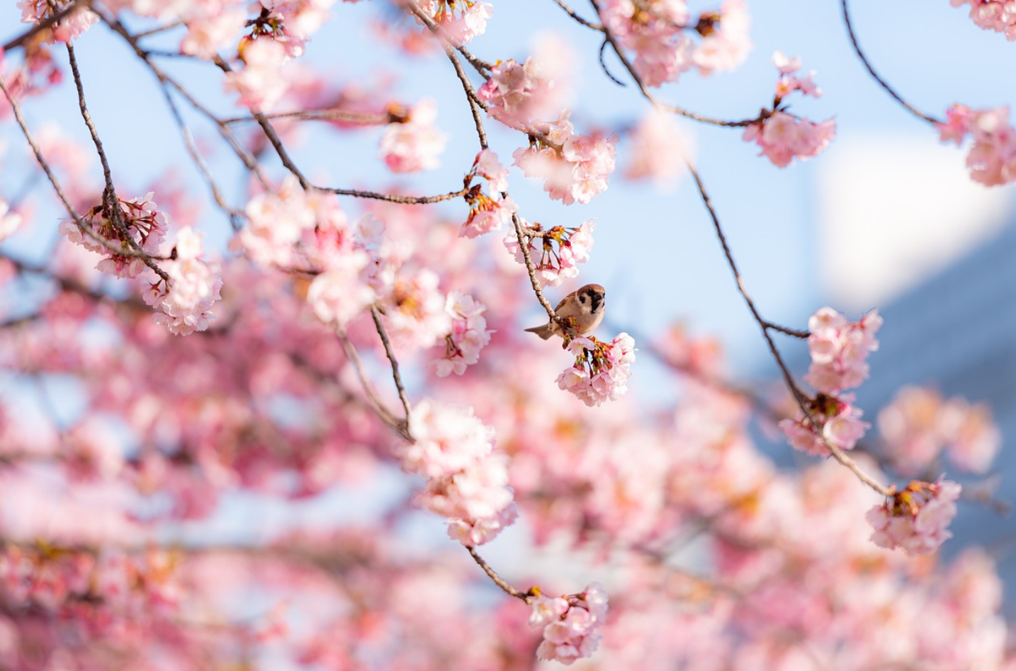 2025년 벚꽃 개화 피는 시기 관련 사진