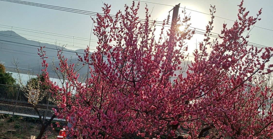 순매원