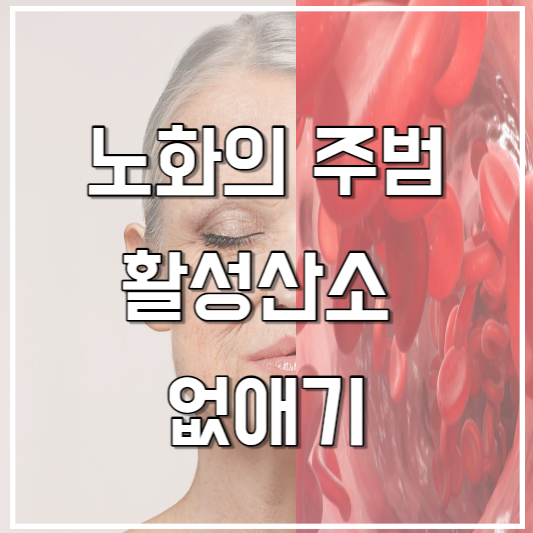 노화주범 활성산소 없애기