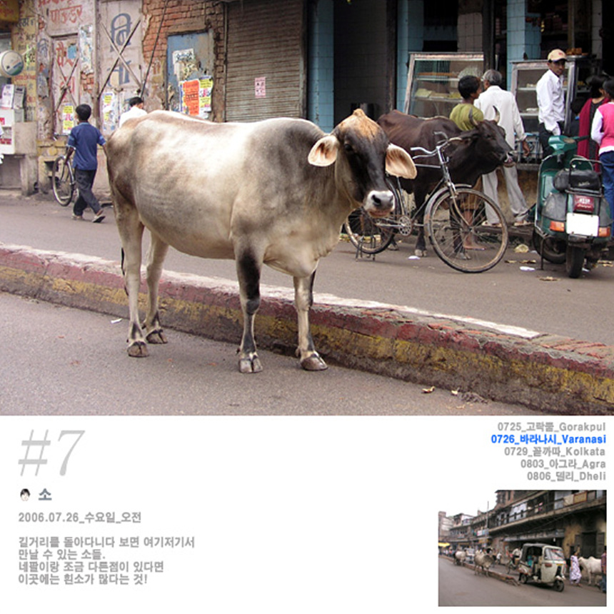 길거리에서 흔하게 마주할 수 있는 흰소