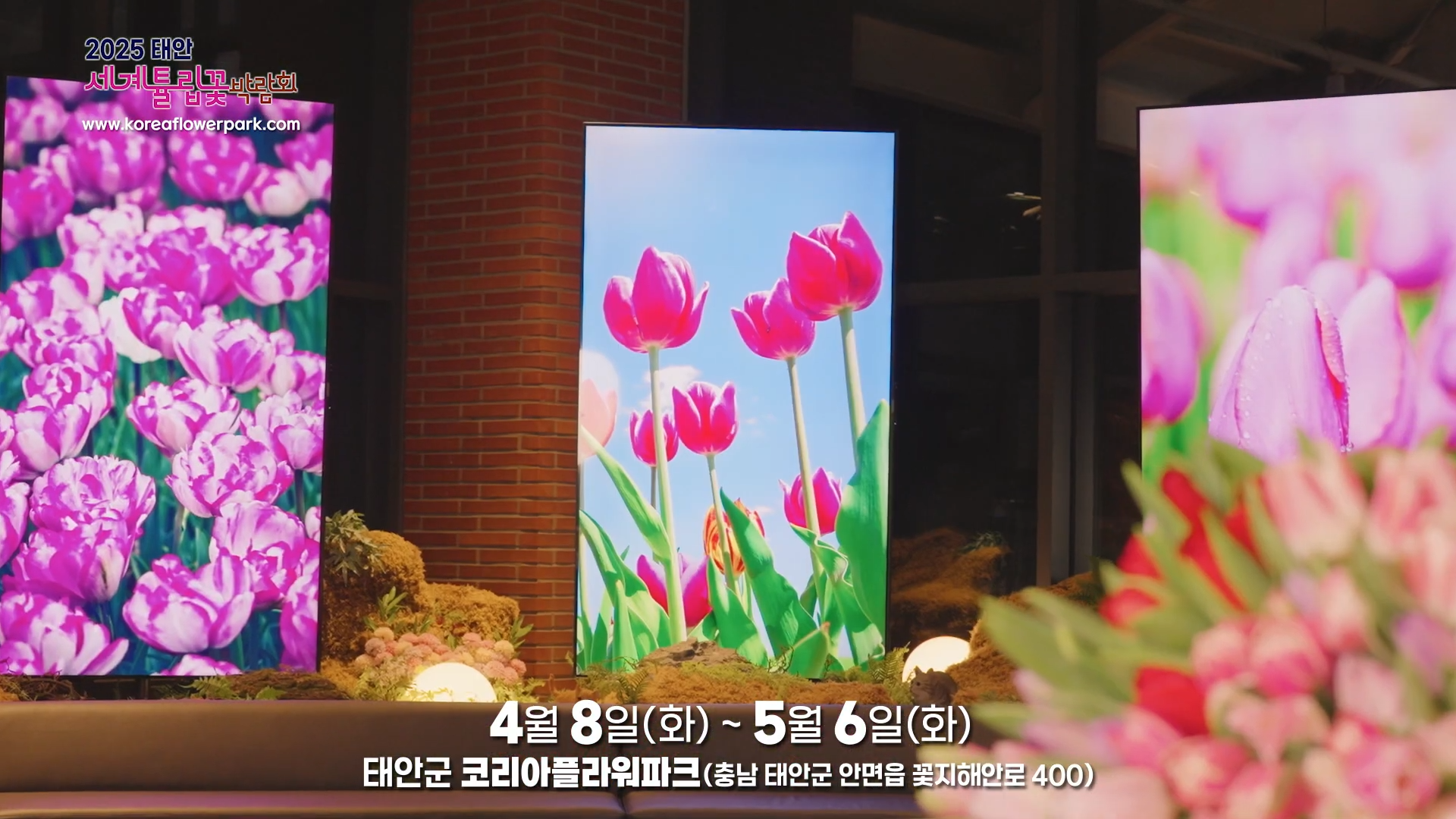 2025 태안 세계튤립꽃박람회