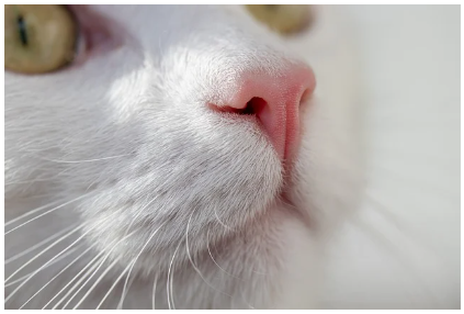 고양이 코의 색이 변했어요 - 정상 vs 질병 신호 구분법