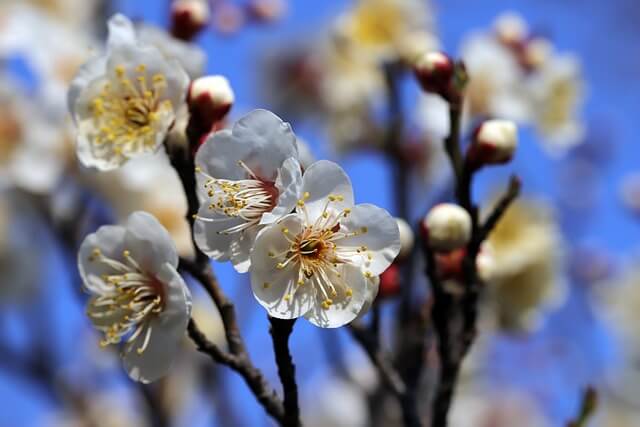 광양 매화꽃 축제 2025