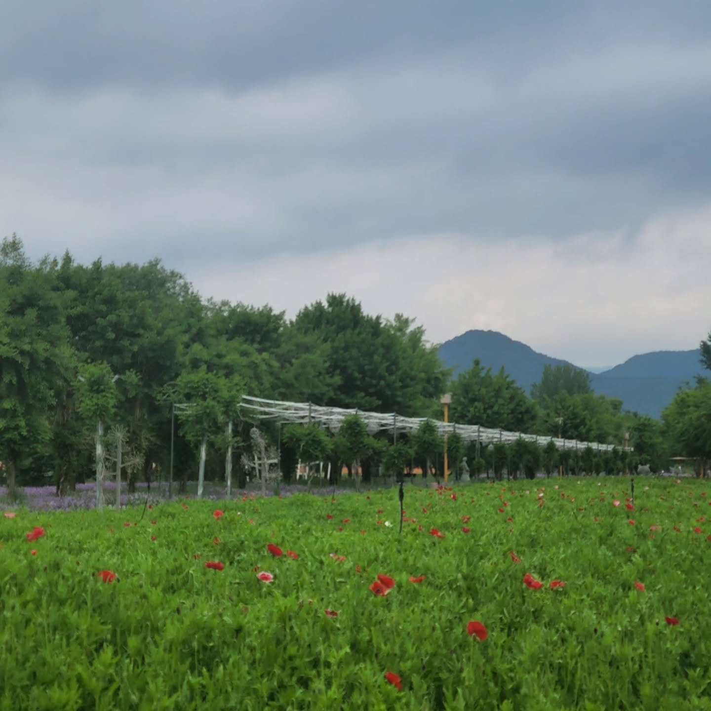 자라섬 꽃 페스타