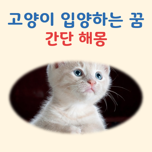 고양이 입양하는 꿈 해몽 대표 이미지