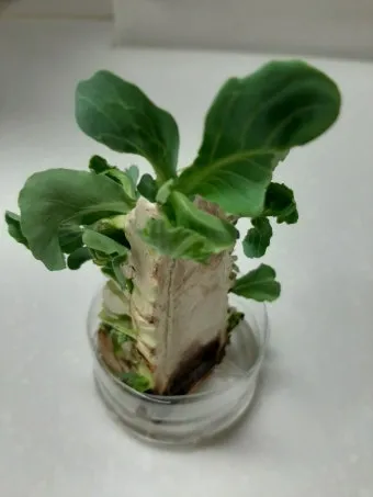 양배추 재배 배추흰나비 방제 칼슘 결핍 예방_6