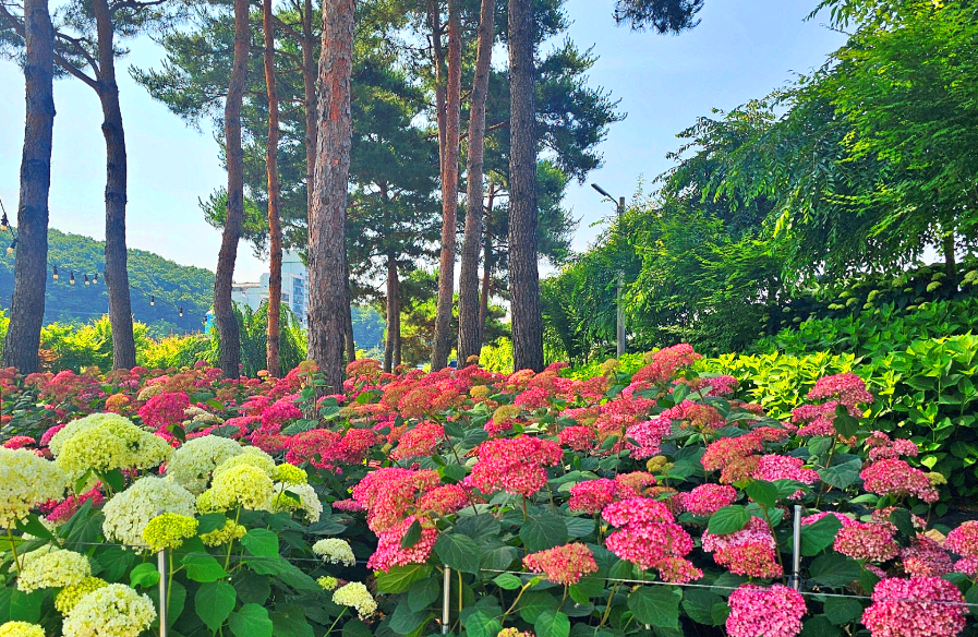 공주 유구색동수국정원 수국