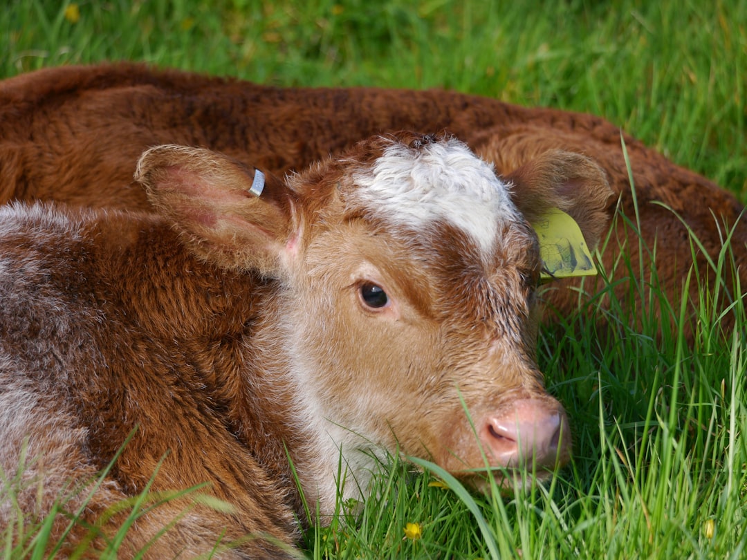 Calf