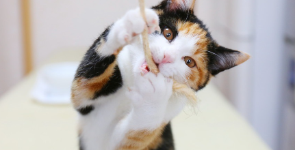 고양이
