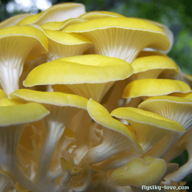 노랑느타리버섯