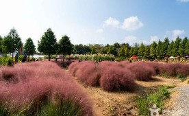 목원 목련축제(2025) 예약 및 여행코스 관련 사진