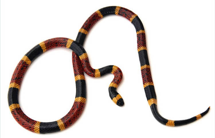 2023년뱀띠애정운
뱀띠애정운