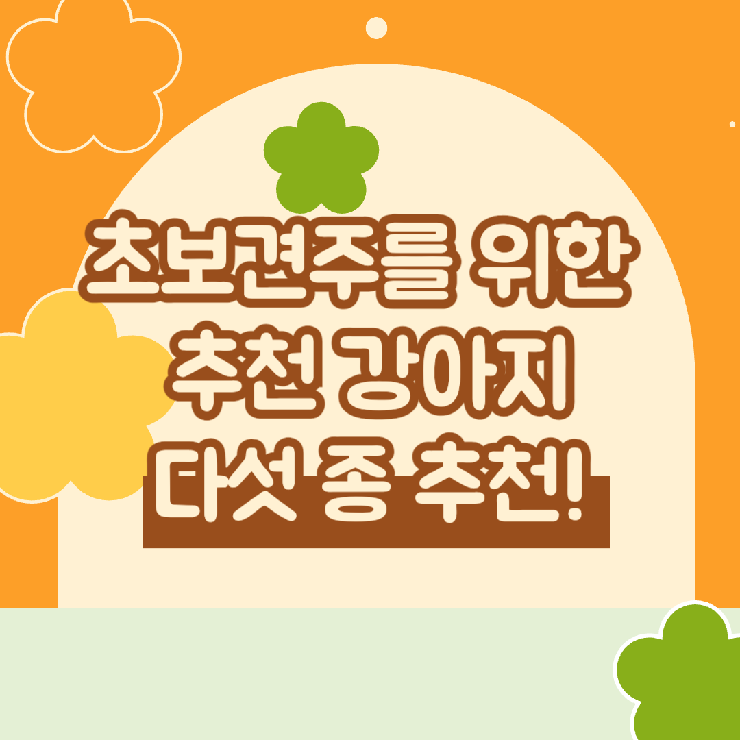 초보견주를 위한 추천