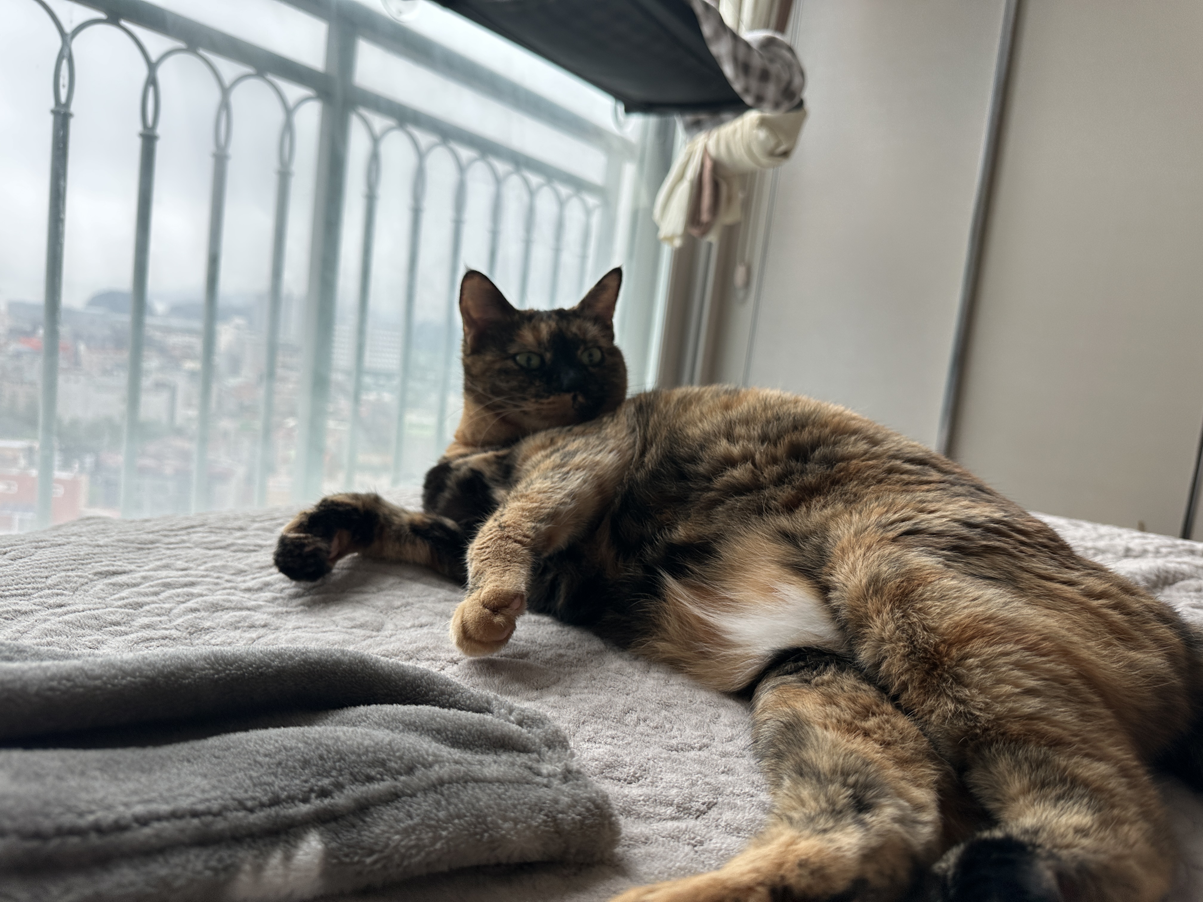 고개들고있는_카오스고양이